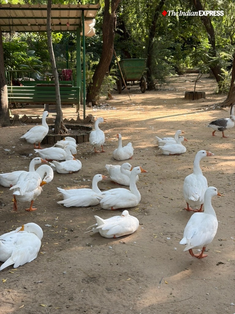 (Image: Bijin Jose/The Indian Express)