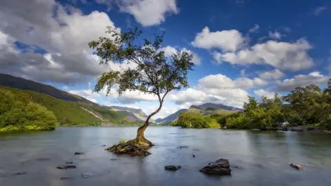 PA Media A tree sitting on the edge of a lake, with trees and hills surrounding the river