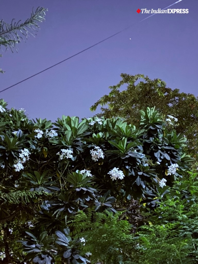 (Image: Bijin Jose/The Indian Express)