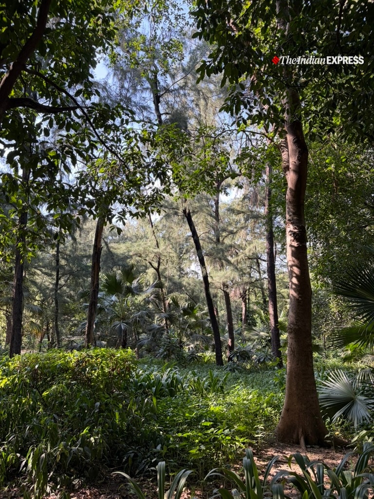 (Image: Bijin Jose/The Indian Express)