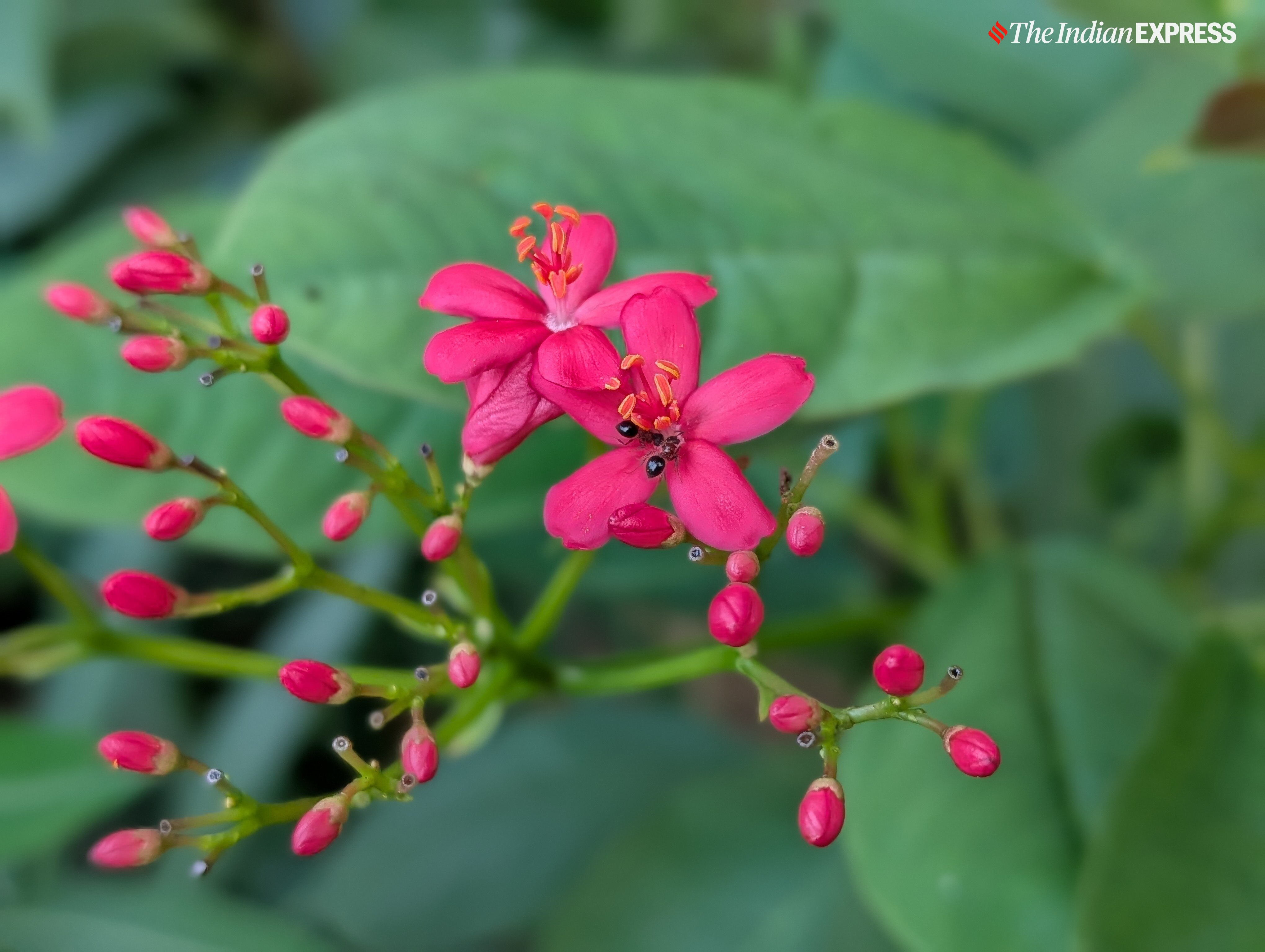 (Image: Anuj Bhatia/ The Indian Express)