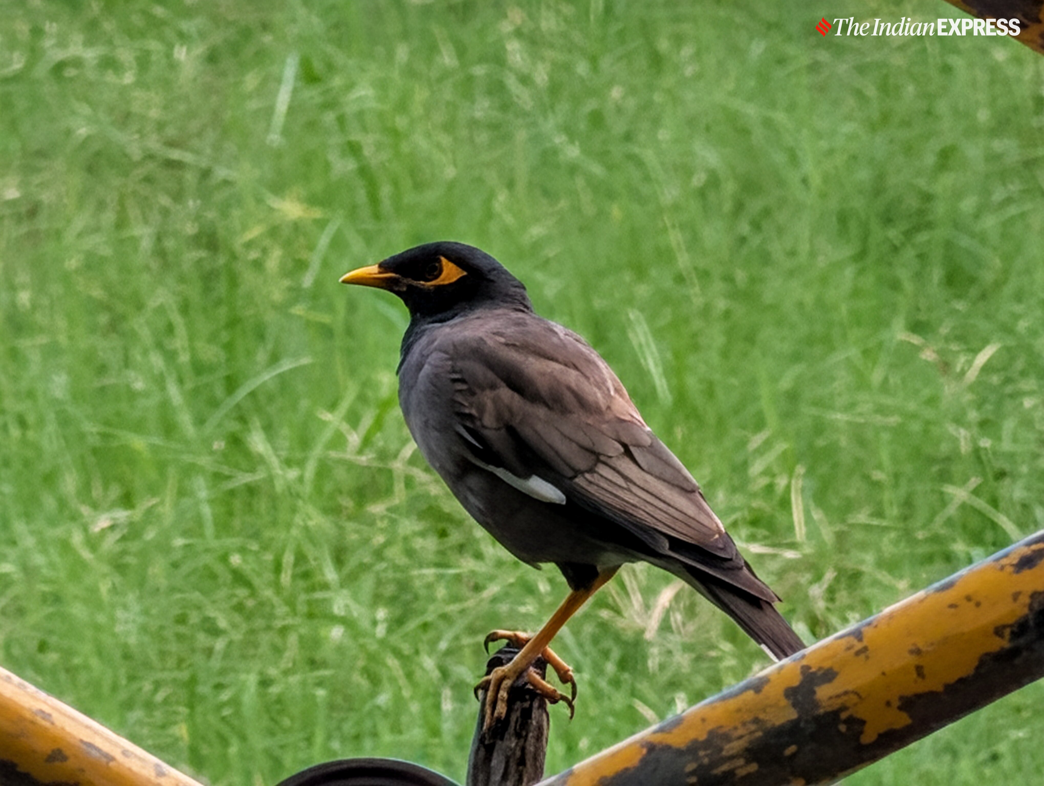 (Image: Anuj Bhatia/ The Indian Express)