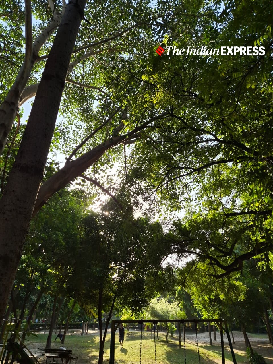 Trees and sunlight demonstrate the main sensor’s ability to handle shadows and bright skies.(Bijin Jose/The Indian Express)