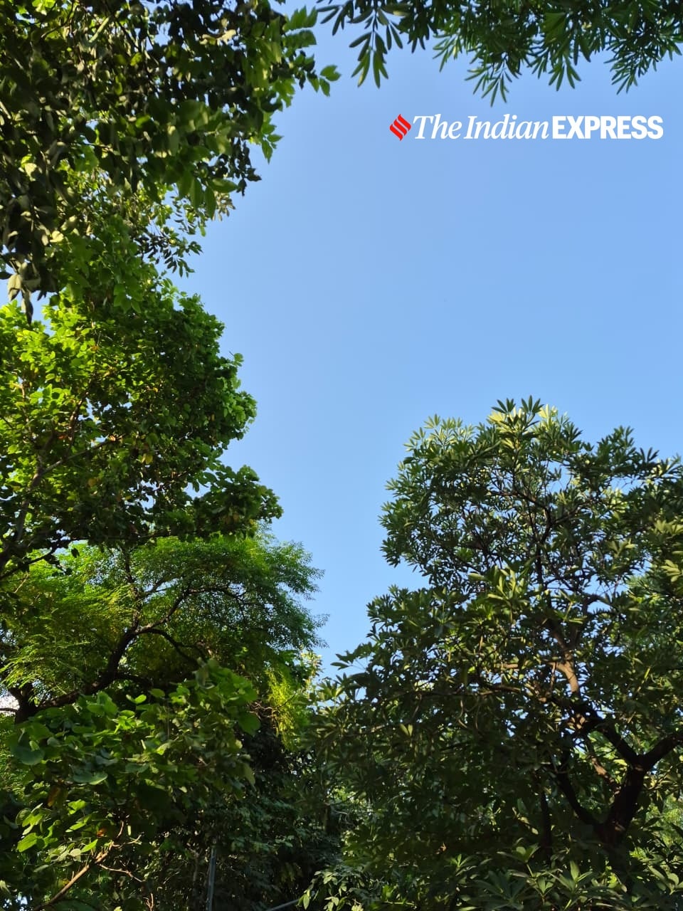 Leaves and open sky showcase strong contrast and minimal noise.