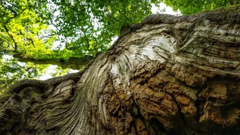 PA Media A close-up view of a large oak tree