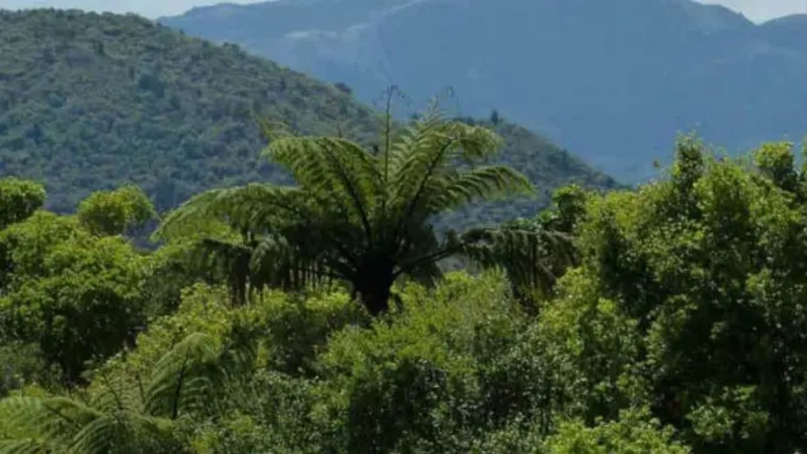 Centre’s panel recommends uniform penalty for violations of Van Adhiniyam, 1980 | India News