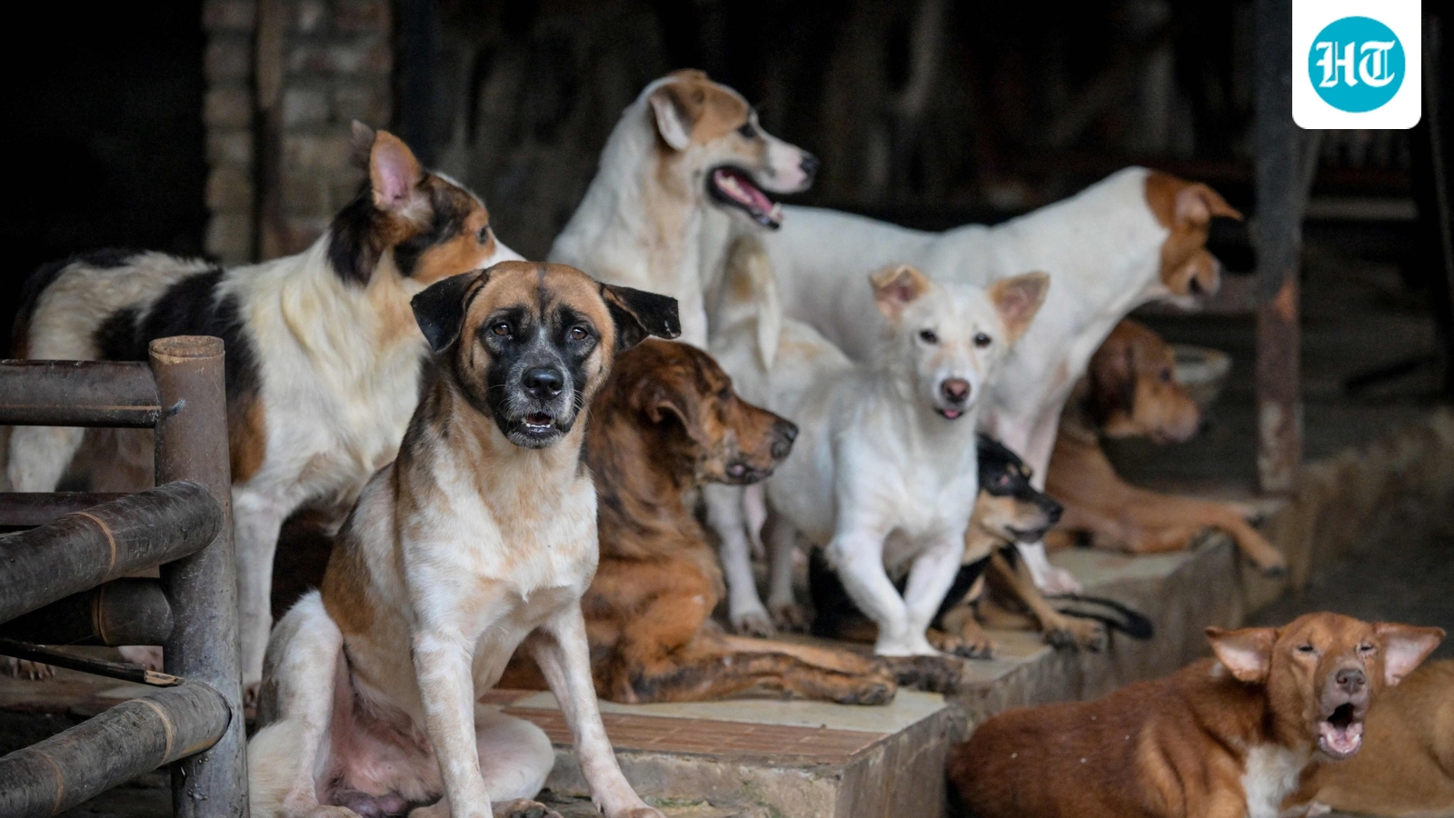 Thinking of adopting a stray dog in India? Here’s your simple step-by-step guide