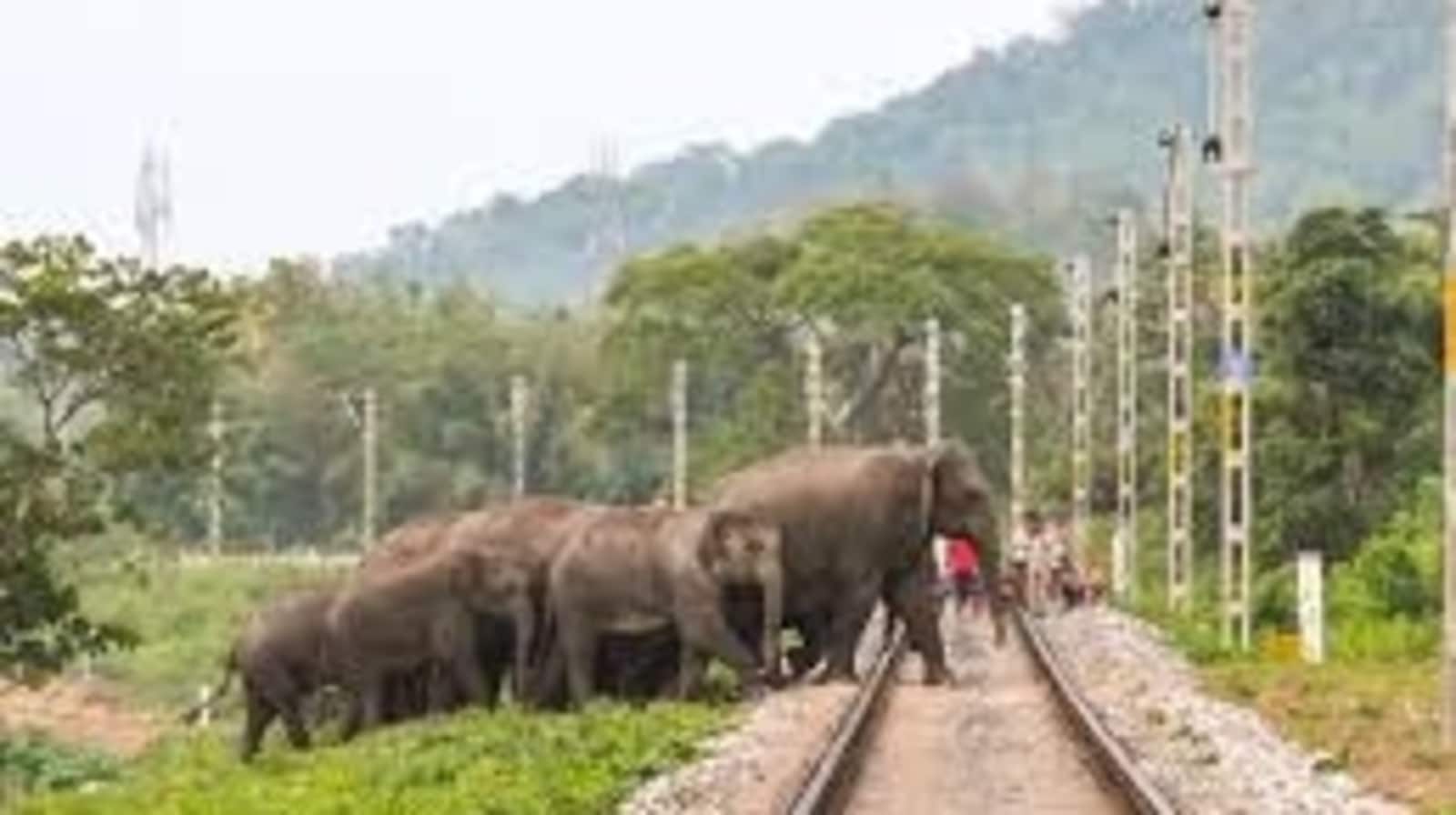 elephant - train collisions