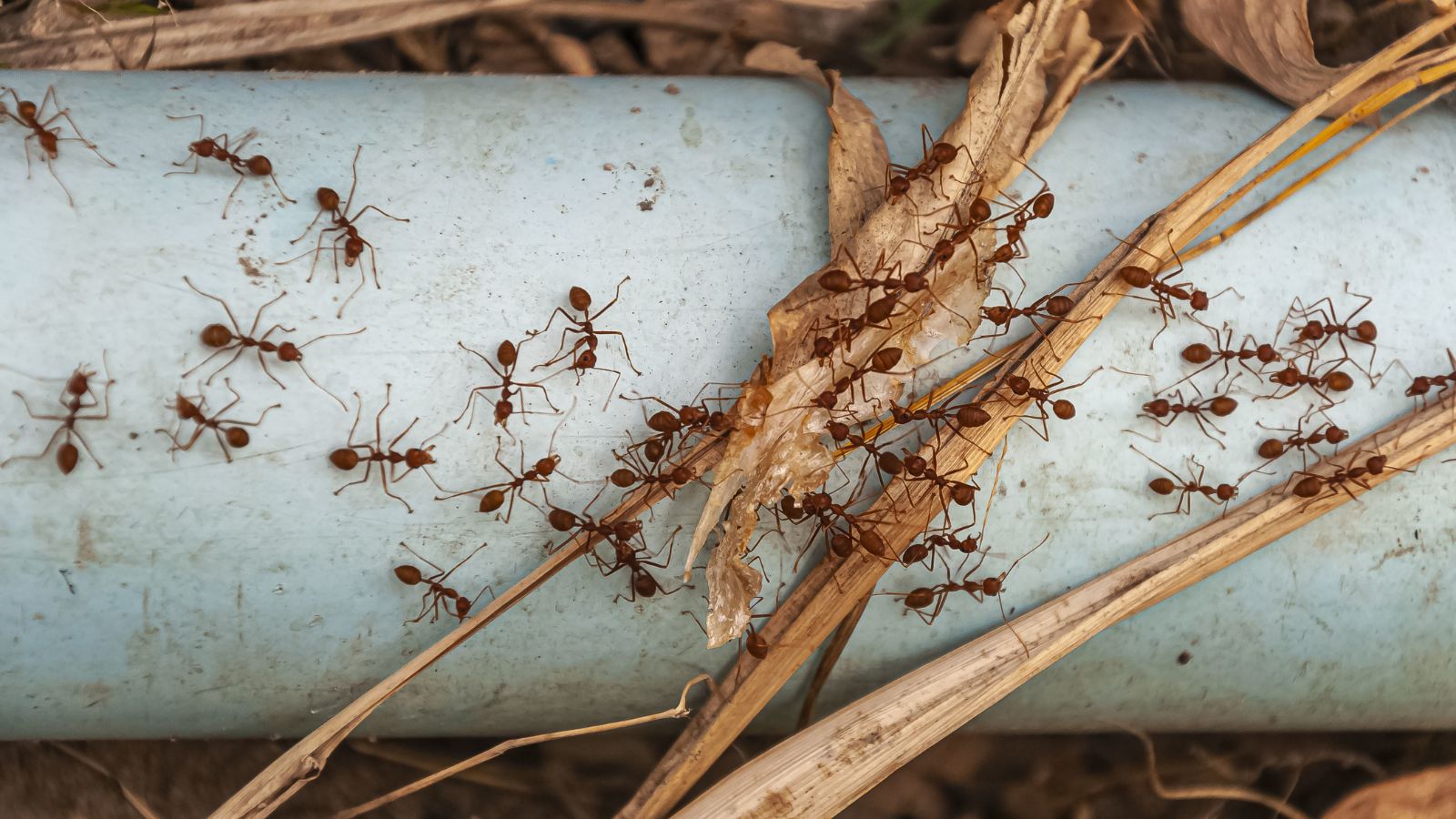 Sacrificing individual protection allowed ant colonies to grow larger and evolve faster, shows new research | Technology News
