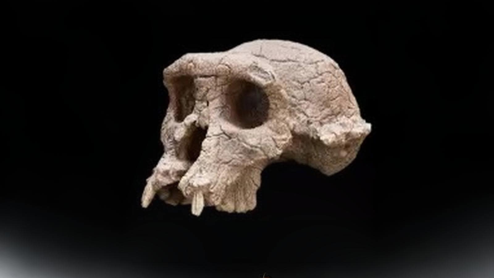 Ancient ape fossils offer new clues to humanity’s first steps | Technology News