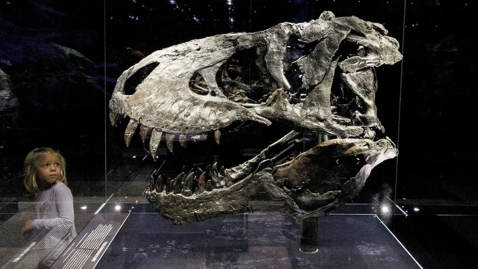 Study finds Tyrannosaurus rex did not reach full size until age 40 | Technology News