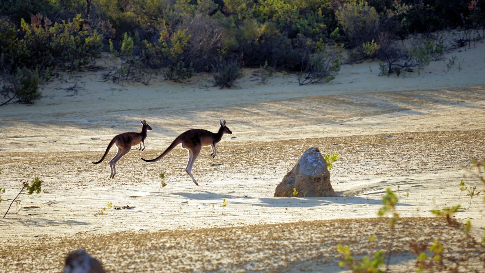 Too big to hop? New research revisits how prehistoric kangaroos moved | Technology News